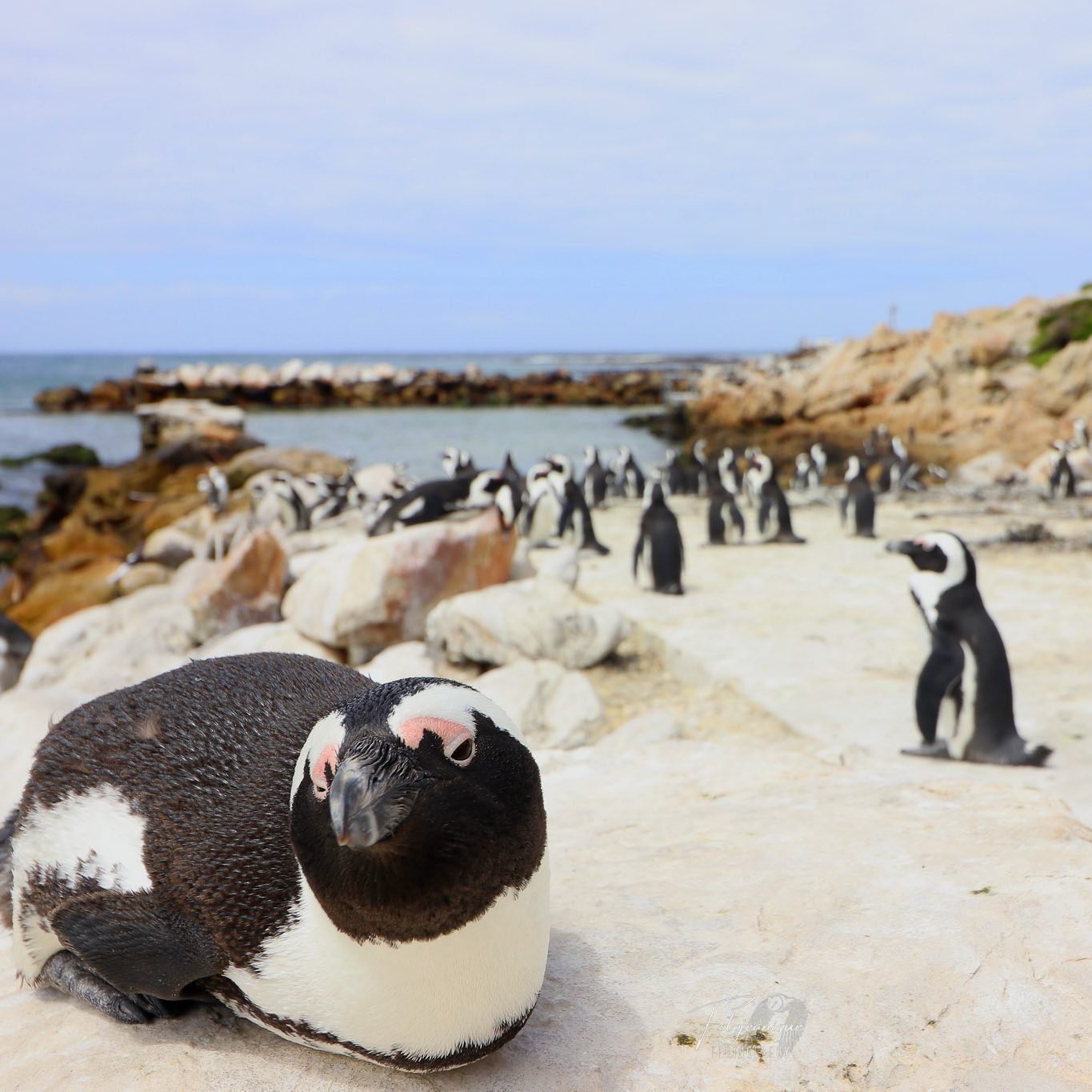 Pinguins in Betty's Bay Zuid Afrika Fotojeanique National Geographic kalender
