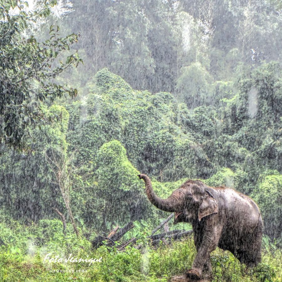 Olifant in de regen Fotojeanique National Geographic kalender